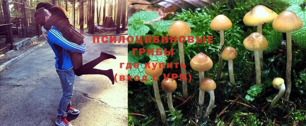 ГАЛЛЮЦИНОГЕННЫЕ ГРИБЫ Аркадак